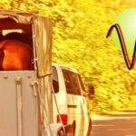 Curso de Transporte de Animales Vivos: Homologado, y más rápido con Vaypem